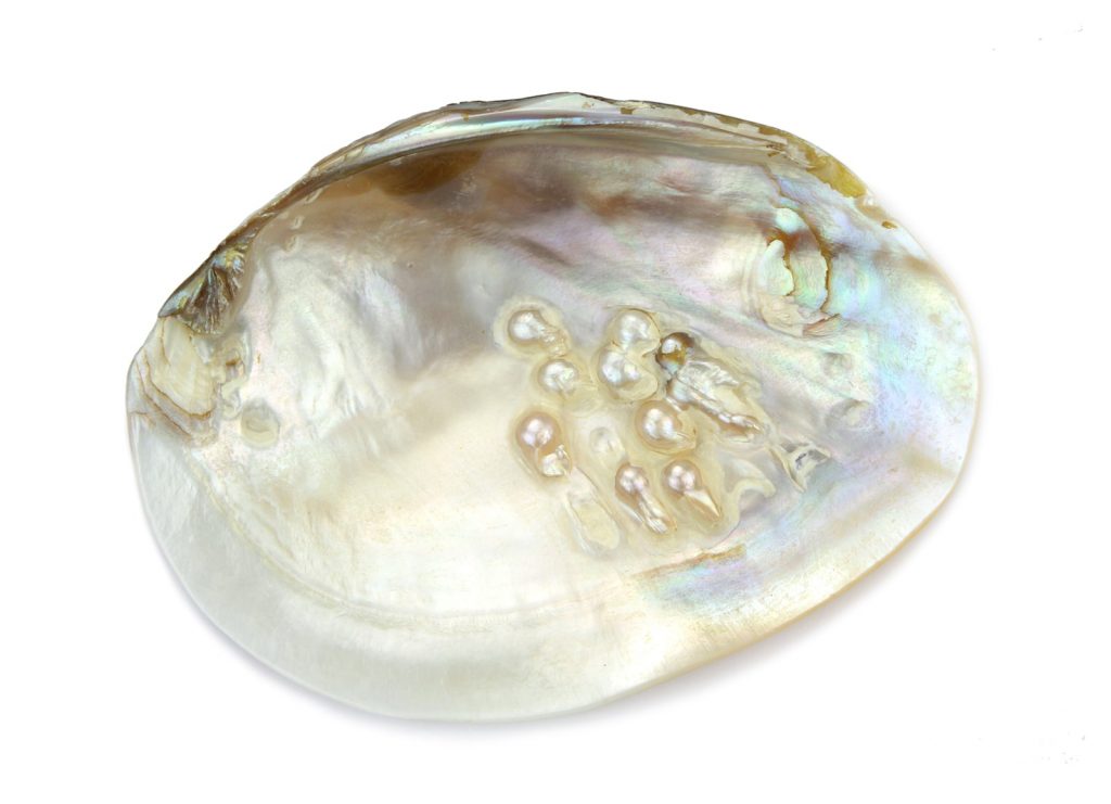 Pearl beads in oyster shell