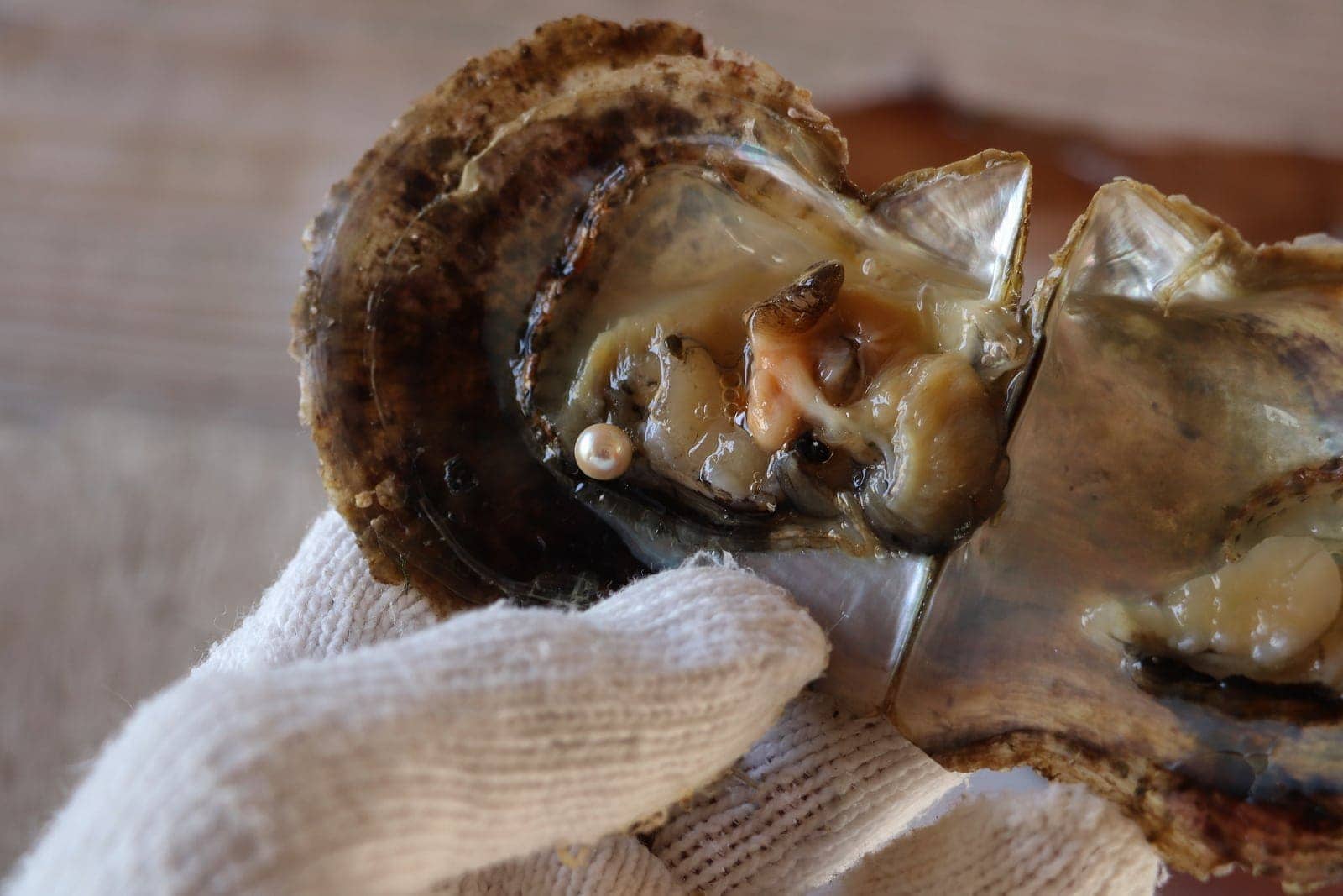 Close-up Of A Cultured Pearl In A Newly-opened Oyster,