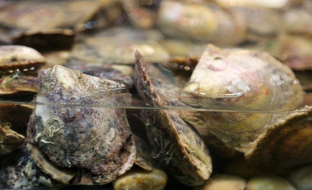 Cultured Pearl Oysters. Fish Tank filled with Man Made Cultured Pearl Oysters in sea water.