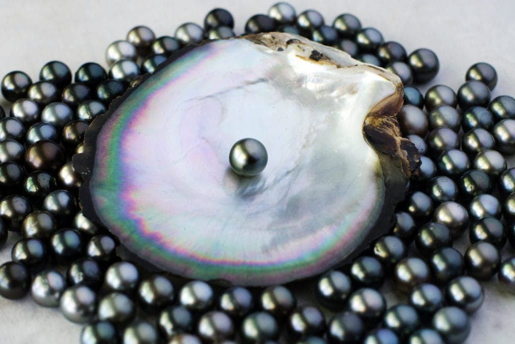 Black lip oyster shell with black pearls