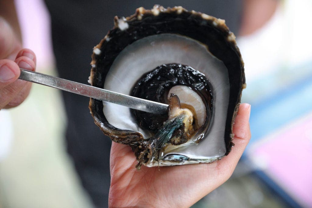 black pearl oyster shell