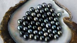 loose Tahitian pearls on oyster