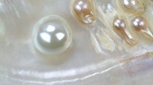 Mother of pearl with real pearls in a sea shell
