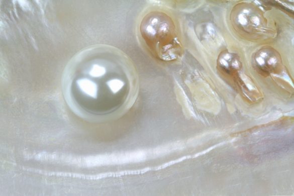 Mother of pearl with real pearls in a sea shell